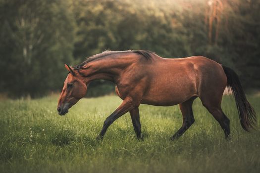 A serene brown horse grazing in a lush green field with a forest background.