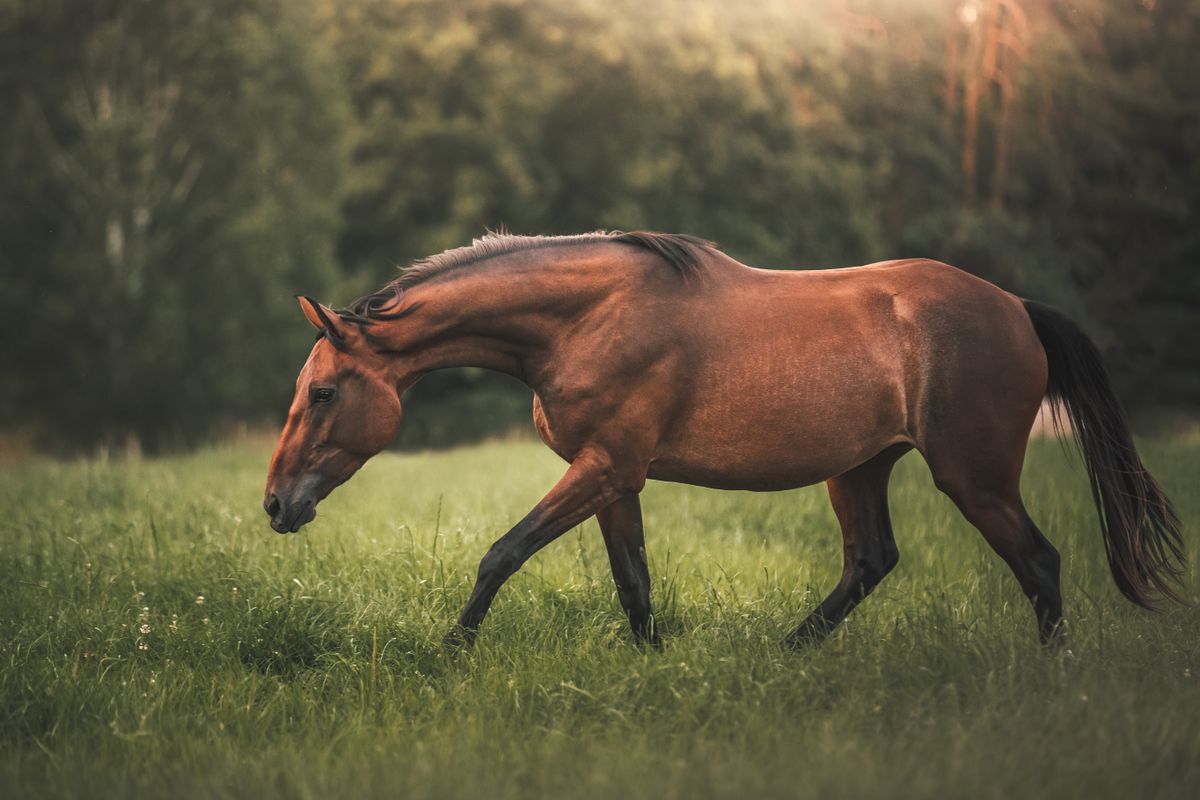 Aino — Finnhorse mare (EXAMPLE)