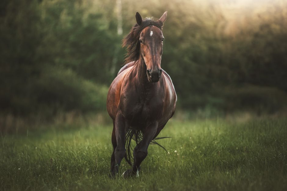 rebuilding horse hoof strength naturally