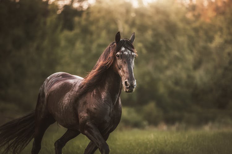 Close-Up Shot Of A Horse Running 