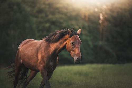 Foto d'estoc gratuïta de animal de granja, caminant, cavall marró