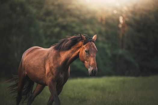 A brown horse walking gracefully in a sunlit meadow, surrounded by lush greenery.