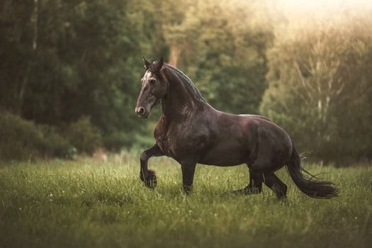 A stunning black horse gracefully moves through a lush green field.