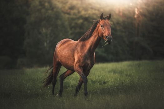 A stunning brown horse in a green field under soft sunlight, creating a serene scene.