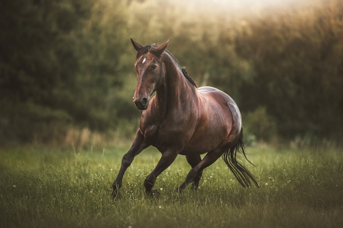 horse running in field