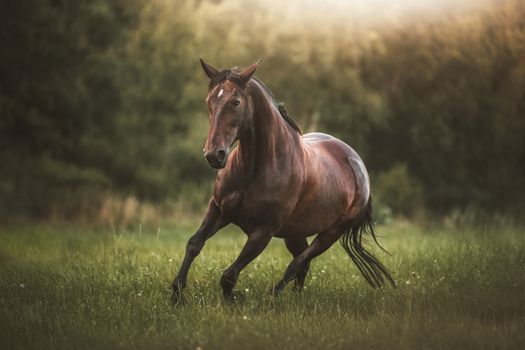 A powerful horse runs freely through lush green grass, exuding freedom and grace.