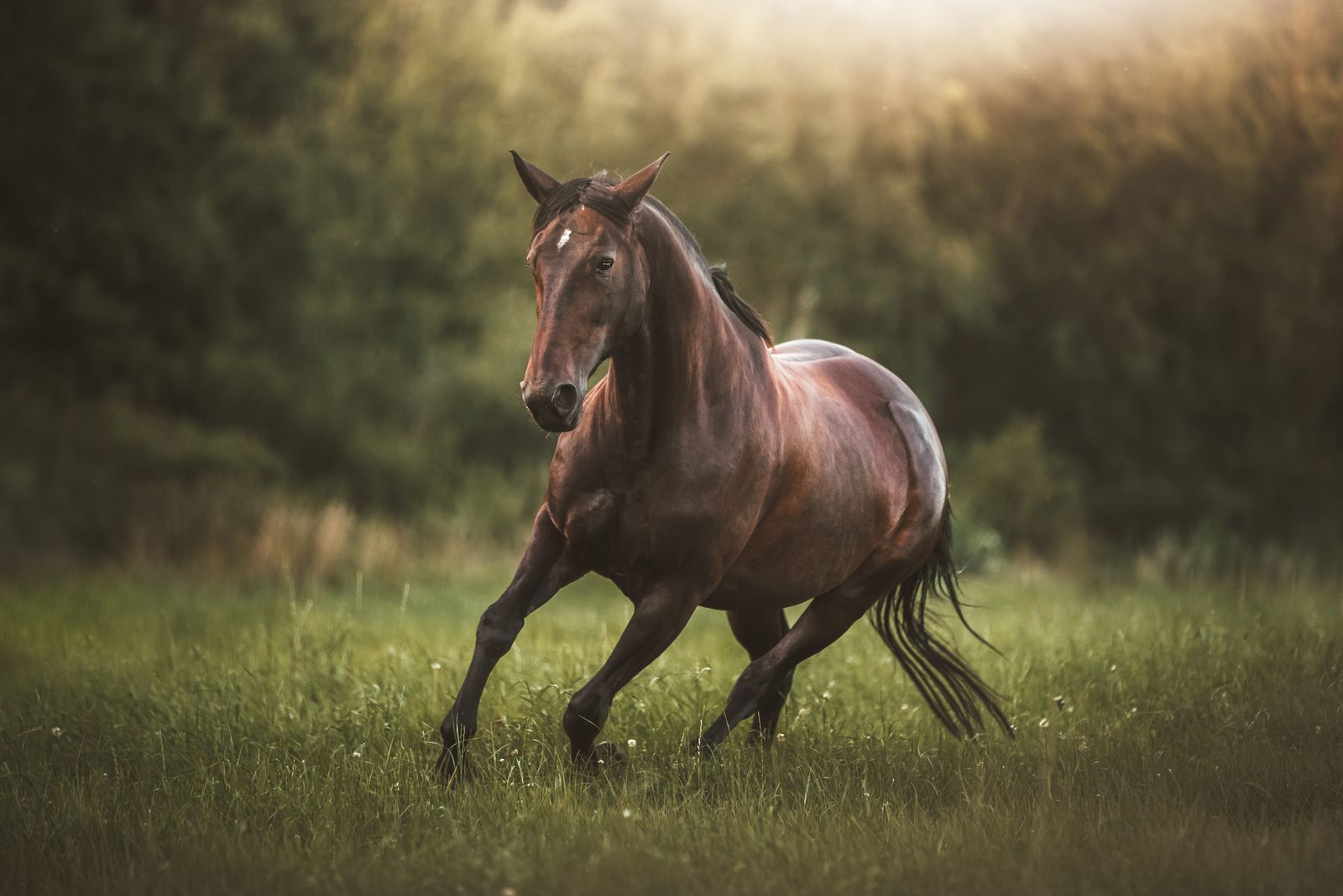 Horse running through a green field