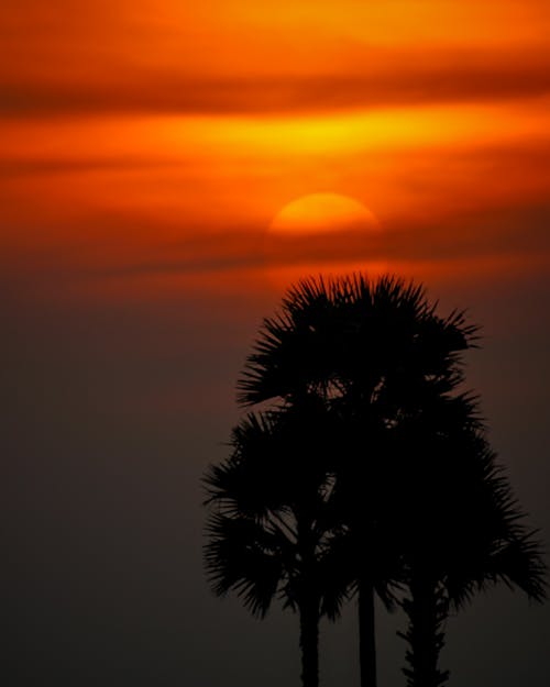 orange_background, 傍晚的太陽, 剪影 的 免费素材图片