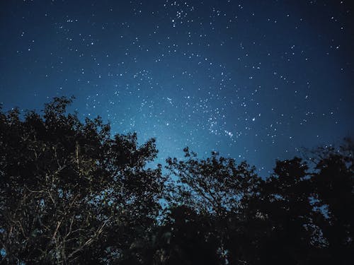 Foto profissional grátis de árvores florestais, céu bonito, céu noturno