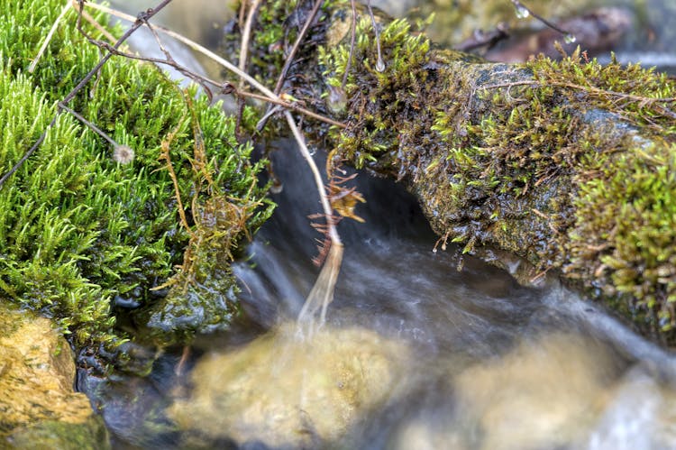 Close-up Of Water Passing By Small Green Plants