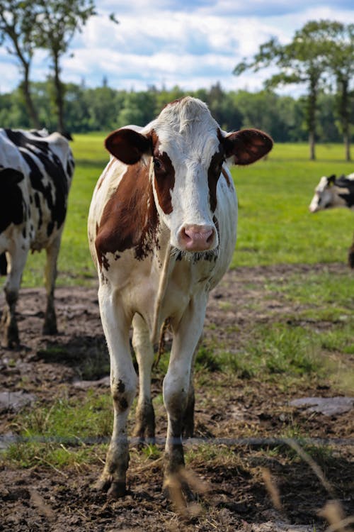 Immagine gratuita di animale della fattoria, azienda agricola, erba verde