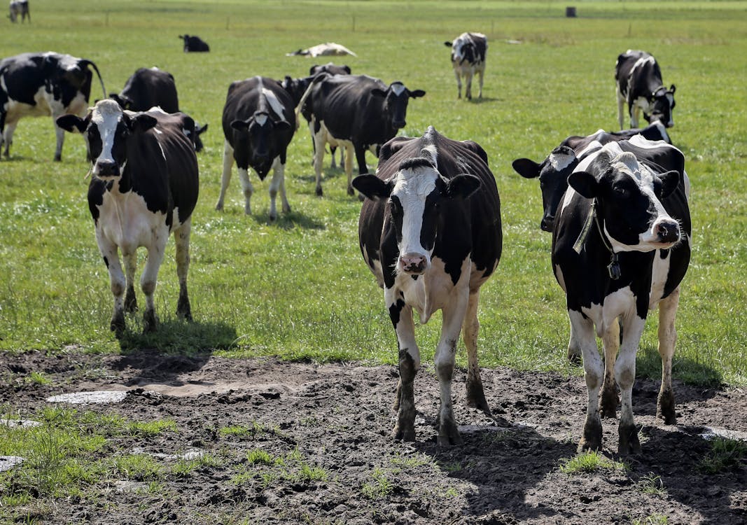 Δωρεάν στοκ φωτογραφιών με αγελάδες, αγέλη, αγρόκτημα