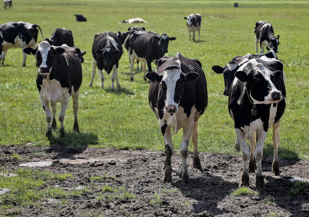 Immagine gratuita di agricoltura, azienda agricola, bovini