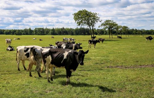 Free A herd of Holstein cows grazing in a lush green pasture under a clear blue sky. Stock Photo