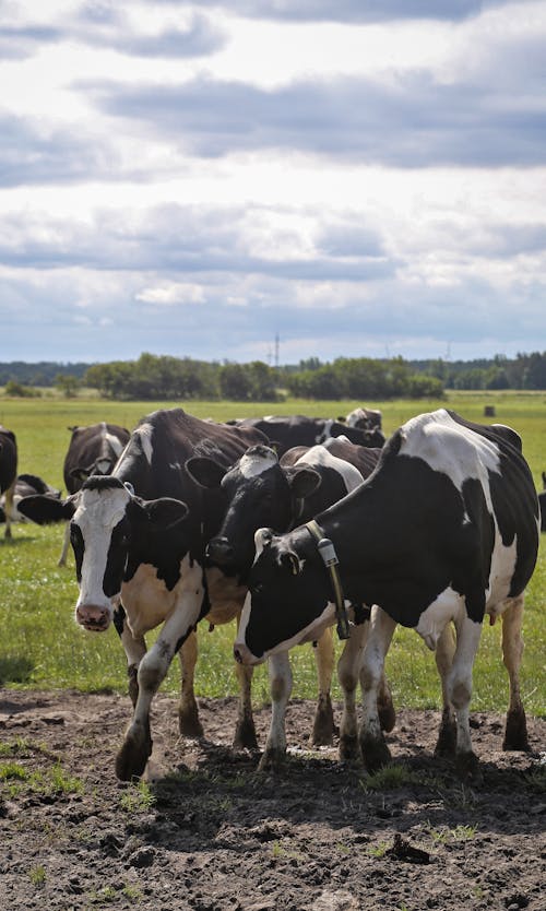 Black and White Cows on Green Grass Field