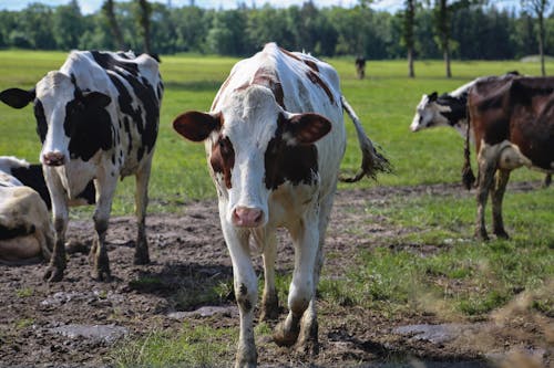 Free Cows on Mud Near Green Grass Field Stock Photo