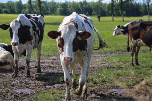 Free Holstein cows on a grassy pasture under a clear blue sky, showcasing rural farm life. Stock Photo