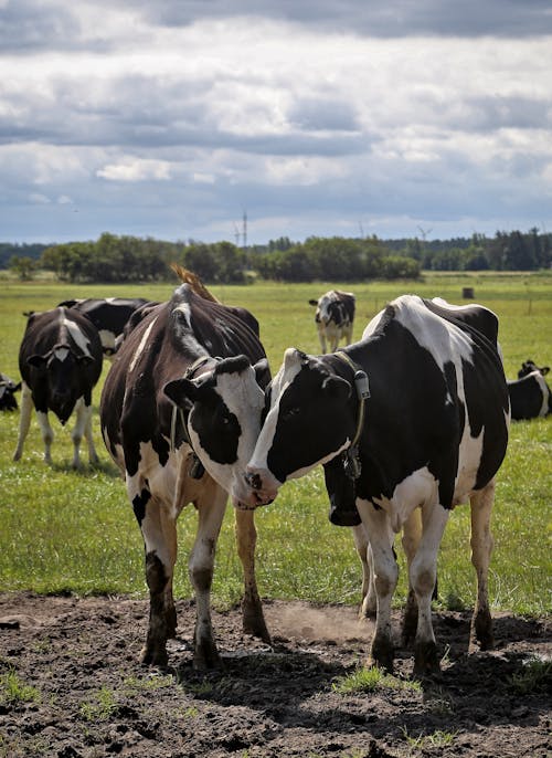 Black and White Cows on Green Grass Field