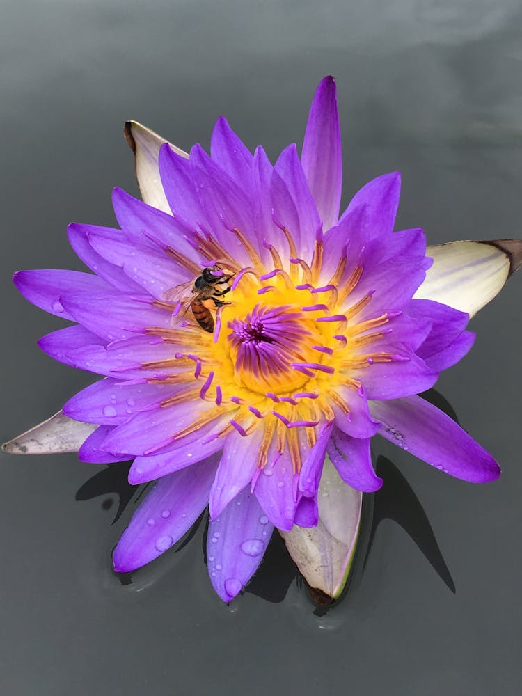 A Bee On A Water Lily 