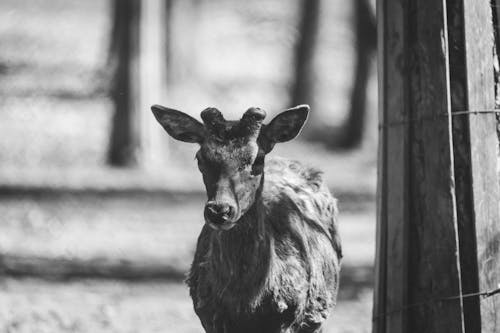 Free Grayscale Photo of a Deer Stock Photo