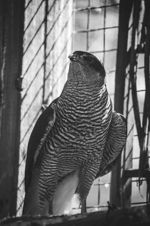 Grayscale Photo of a Hawk 
