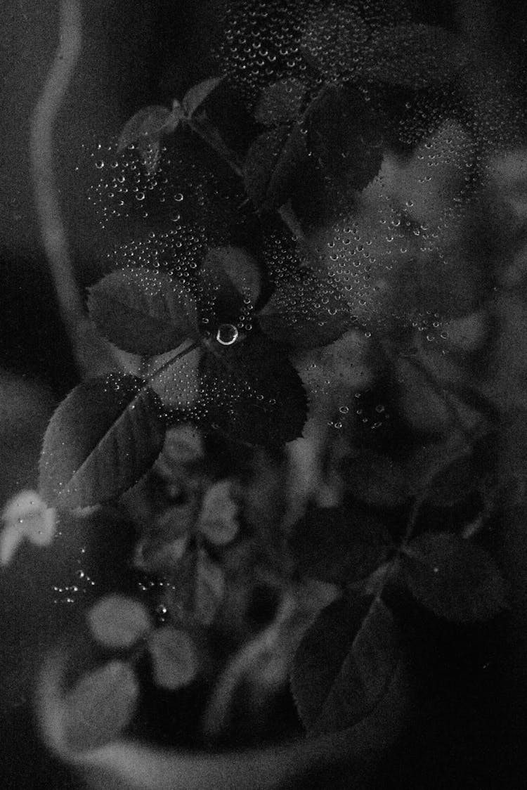 Potted Plant Behind A Wet Glass Panel