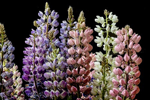 Imagine de stoc gratuită din centrale, colorat, floră