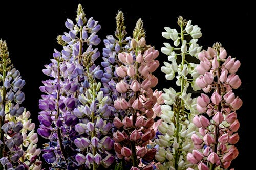 Pink Flowers in Close Up Photography