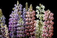 在黑暗背景下，色彩缤纷的狼疮花朵展现出不同的色调，蓬勃生长