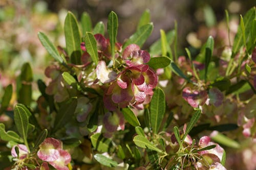 Kostnadsfri bild av blommor, dodonaea viscosa, grön