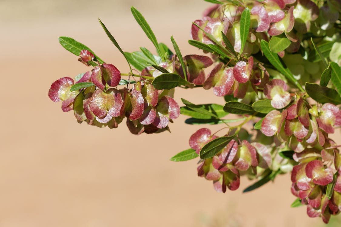 Foto d'estoc gratuïta de dodonaea viscosa, flors, fulles