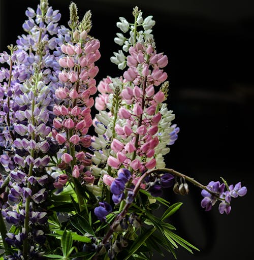 Purple Petaled Flower