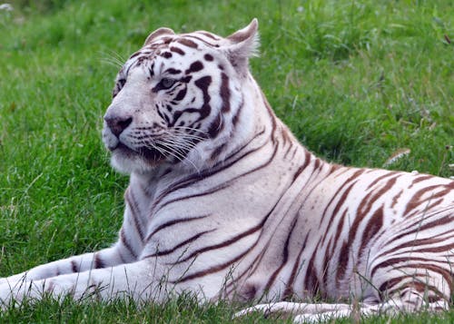 Free белый тигр Stock Photo