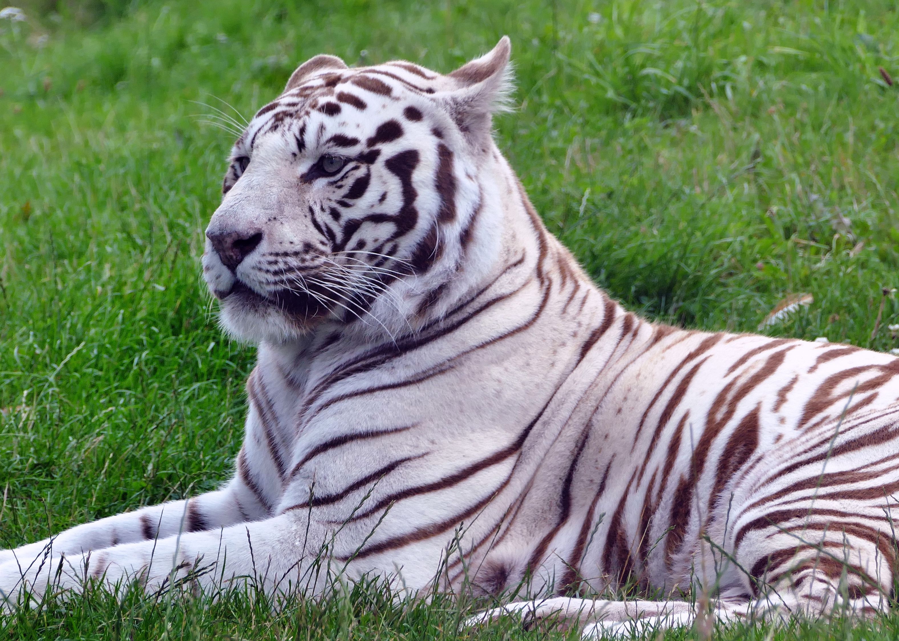 White Tiger Free Stock Photo white-tiger-free-stock-photo