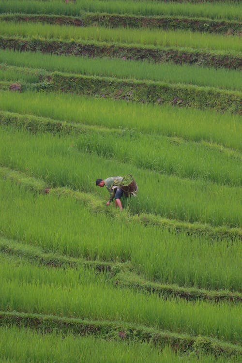 Foto d'estoc gratuïta de agricultor, agricultura, arròs