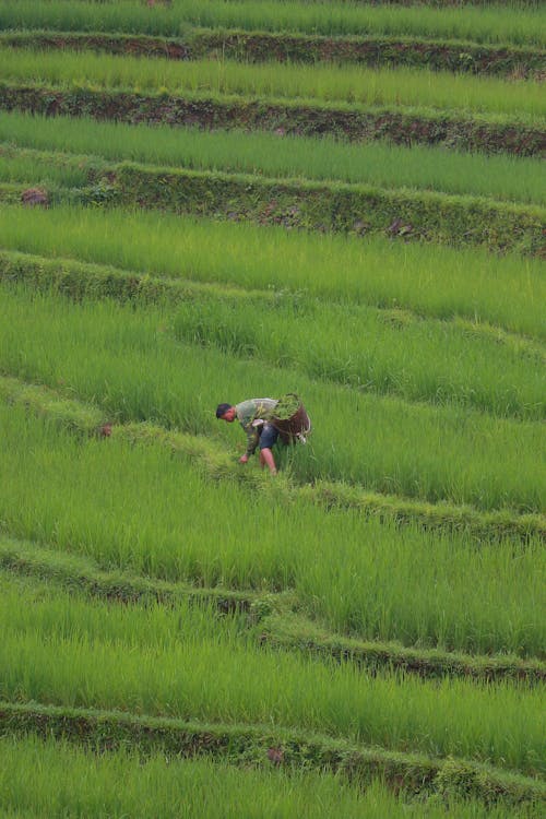 A Man Farming the Rice Felds