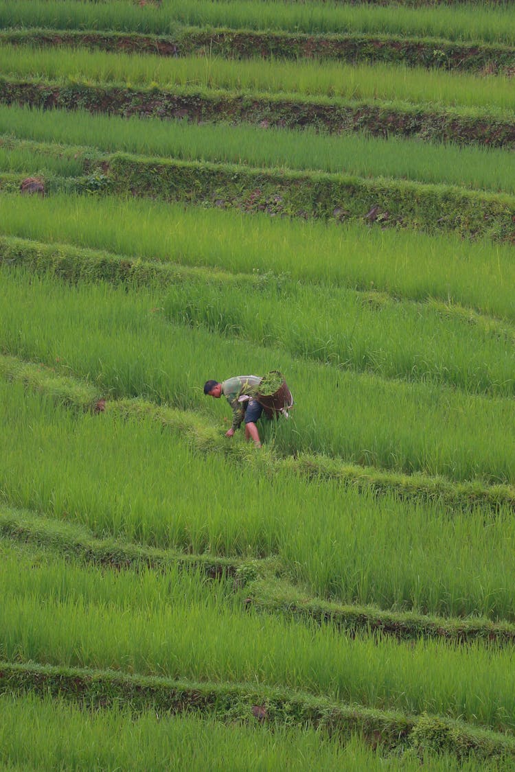 A Man Farming The Rice Felds