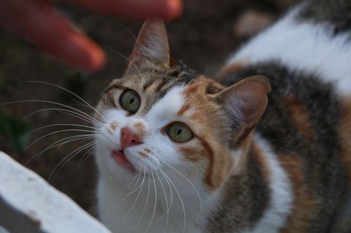 Free Close-up of a calico cat staring upwards with curiosity outdoors. Stock Photo