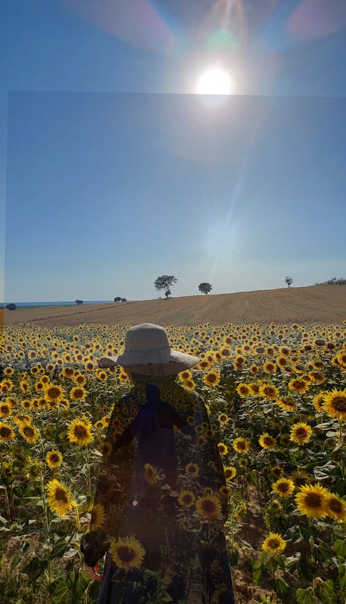 Kostenloses Stock Foto zu natur, sonnenblume, strand sonnenuntergang