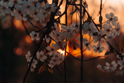 Fotografia Di Messa A Fuoco Selettiva Di Fiori Con Petali Bianchi