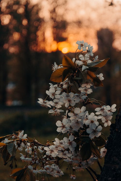 Free Closeup Photo of White Petaled Flowers Stock Photo