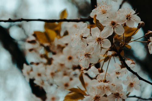 Beyaz Petaled çiçeklerin Sığ Odak Fotoğrafı