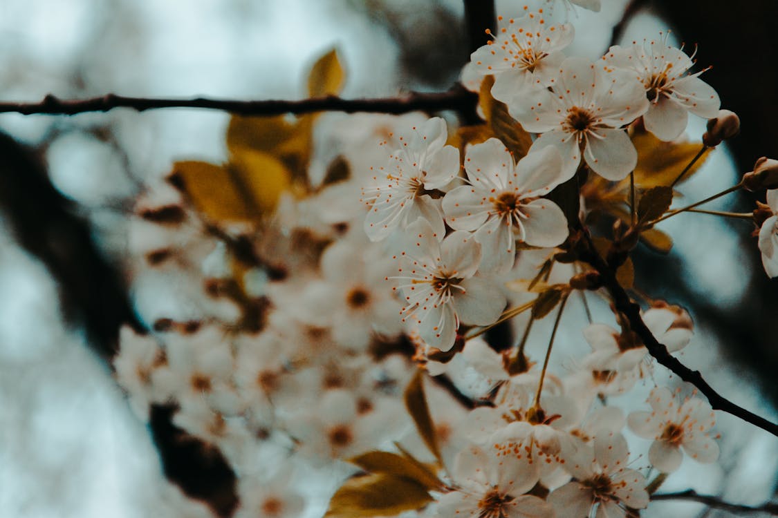 Kostenlos Flachfokus Fotografie Von Weißen Blütenblättern Stock-Foto