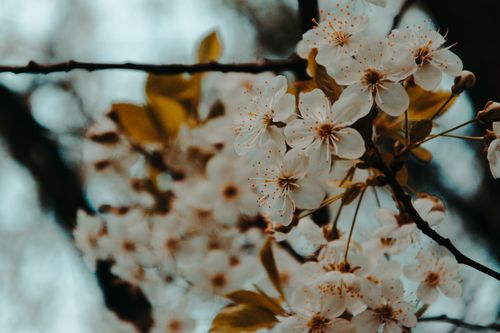 Free Close-up view of blooming cherry blossoms, capturing the essence of spring. Stock Photo