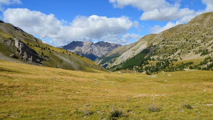 Grassland In Valley