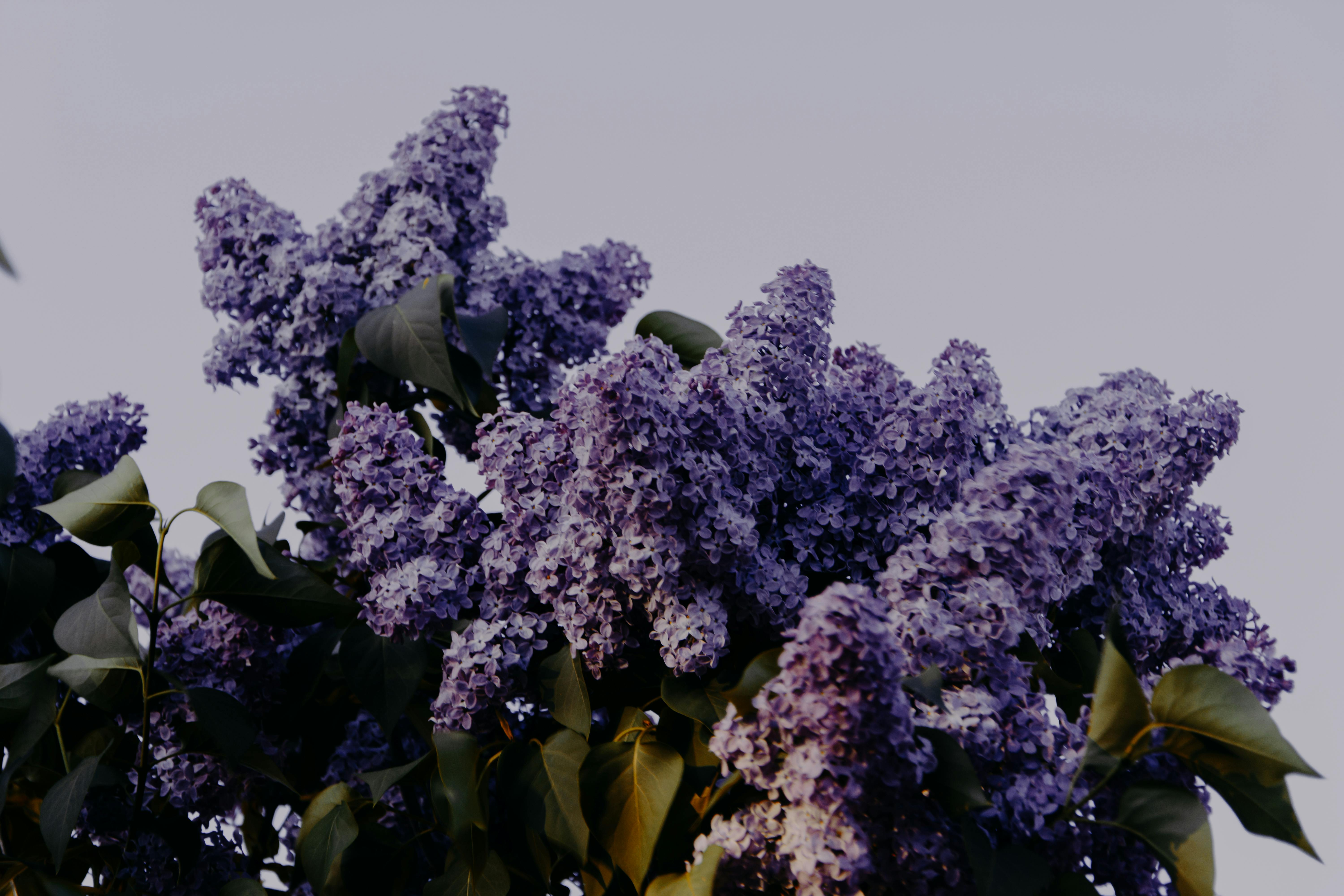 在晴朗的天空下，美丽的紫丁香花生动绽放，展现了大自然的优雅