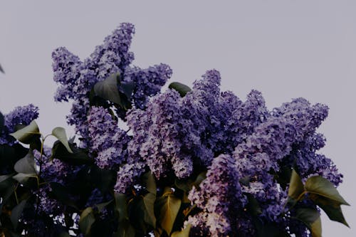 Photo of Purple Petaled Flowers