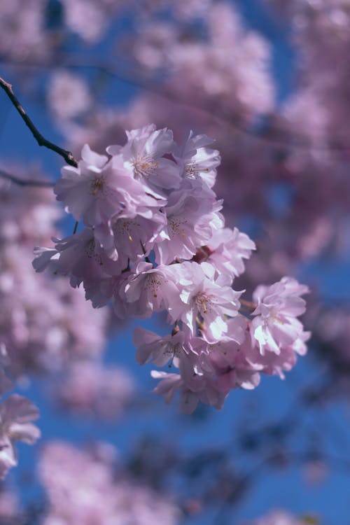 免費 垂直拍攝, 天然泉水, 櫻花 的 免費圖庫相片 圖庫相片