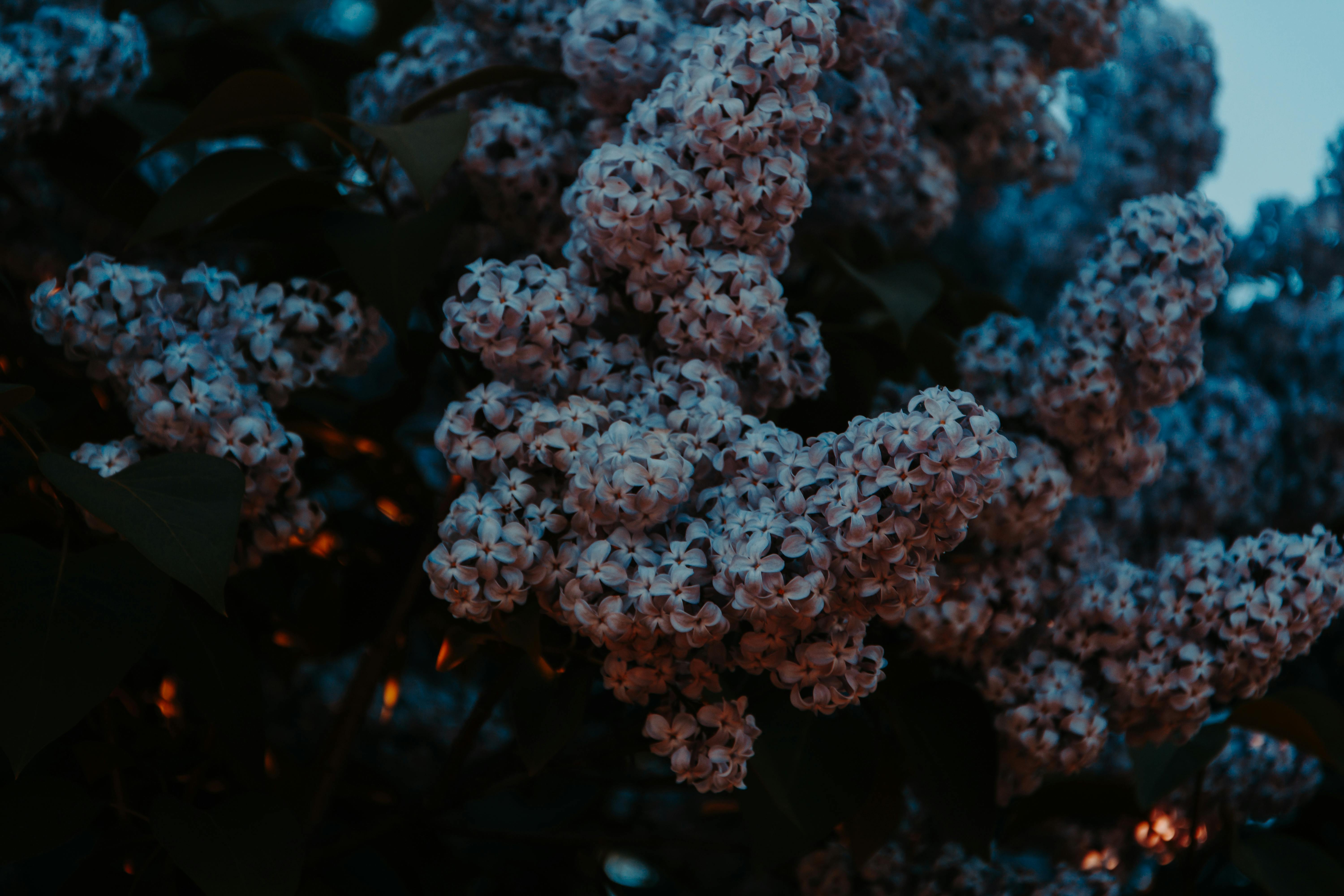 Captivating Incantations Hidden in Each Nocturnal Fragrance