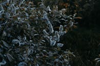 在昏暗的环境中，深绿色的叶子间开着蓬松的花朵，给人一种喜怒无常的感觉